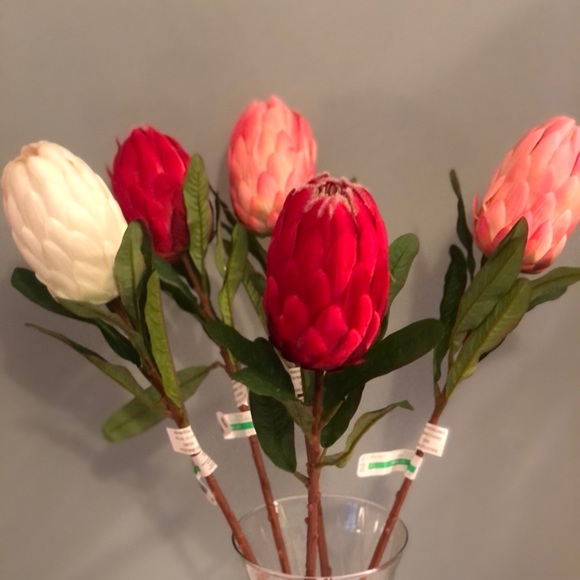 NWT Protea Cynaroides Floral Stems 5 Ct.